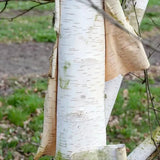 Бяла бреза Doorenbos (Betula Utilis)