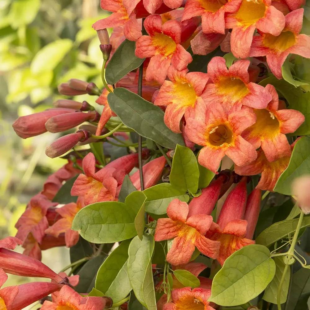 Trompeta Cataratoare (Bignonia capreolata), Luleaua turcului Tangerine Beauty, planta cataratoare flori portocalii parfumate rezistenta frig
