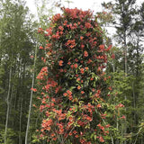 Trompeta Cataratoare (Bignonia capreolata), Luleaua turcului Tangerine Beauty, planta cataratoare flori portocalii parfumate rezistenta frig