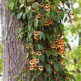 Катерлива тромпета (Bignonia capreolata), Luleaua turcului, ароматно катерливо растение с оранжево-жълти цветове, студоустойчиво, подходящо за перголи и огради