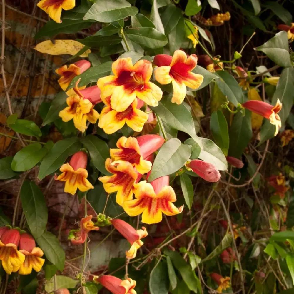 Катерлива тромпета (Bignonia capreolata), Luleaua turcului, ароматно катерливо растение с оранжево-жълти цветове, студоустойчиво, подходящо за перголи и огради