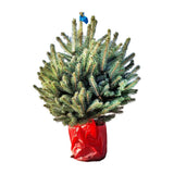 100-125 cm inaltime cu tot cu ghiveci | ghiveci 10 l | brad de Craciun