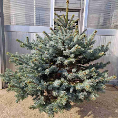 Сребриста ела синя (Picea Glauca) Super Blue, идеална за коледно дърво