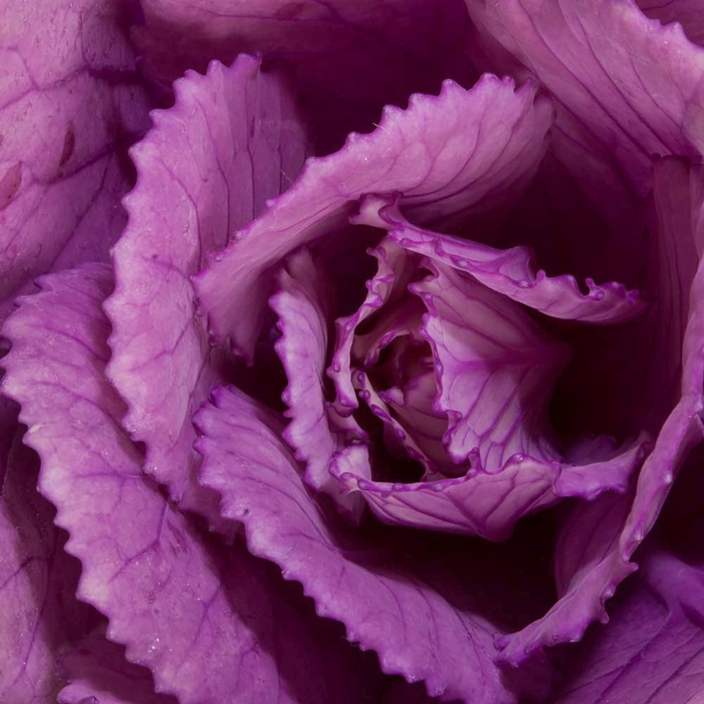 Varza Decorativa Brassica (nuante diferite)