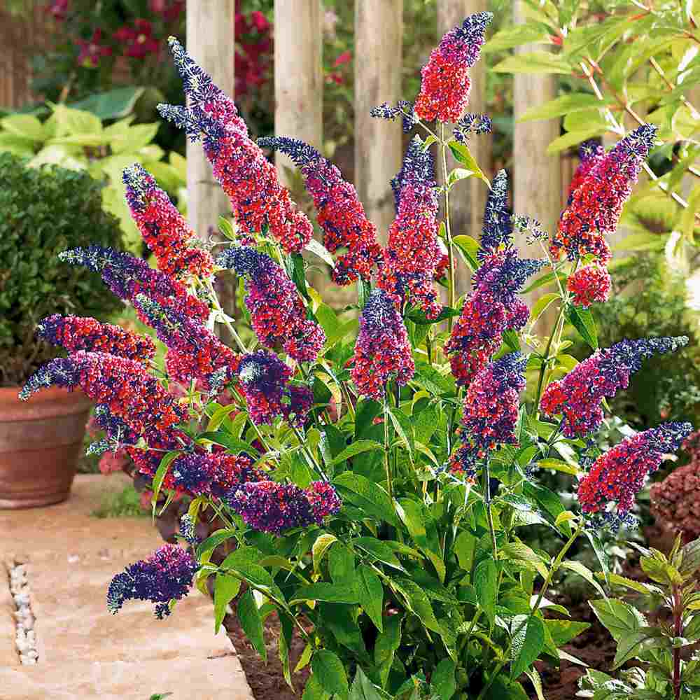 Liliac de Vara Multicolor Flower Power (Buddleja), flori multicolore: portocaliu, galben, violet pe acelasi spic, foarte parfumate