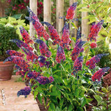 Liliac de Vara Multicolor Flower Power (Buddleja), flori multicolore: portocaliu, galben, violet pe acelasi spic, foarte parfumate