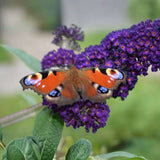 Liliac de Vara Black Knight (Buddleja), arbust decorativ cu flori violet-inchis foarte parfumate, crestere rapida, iubitor de soare