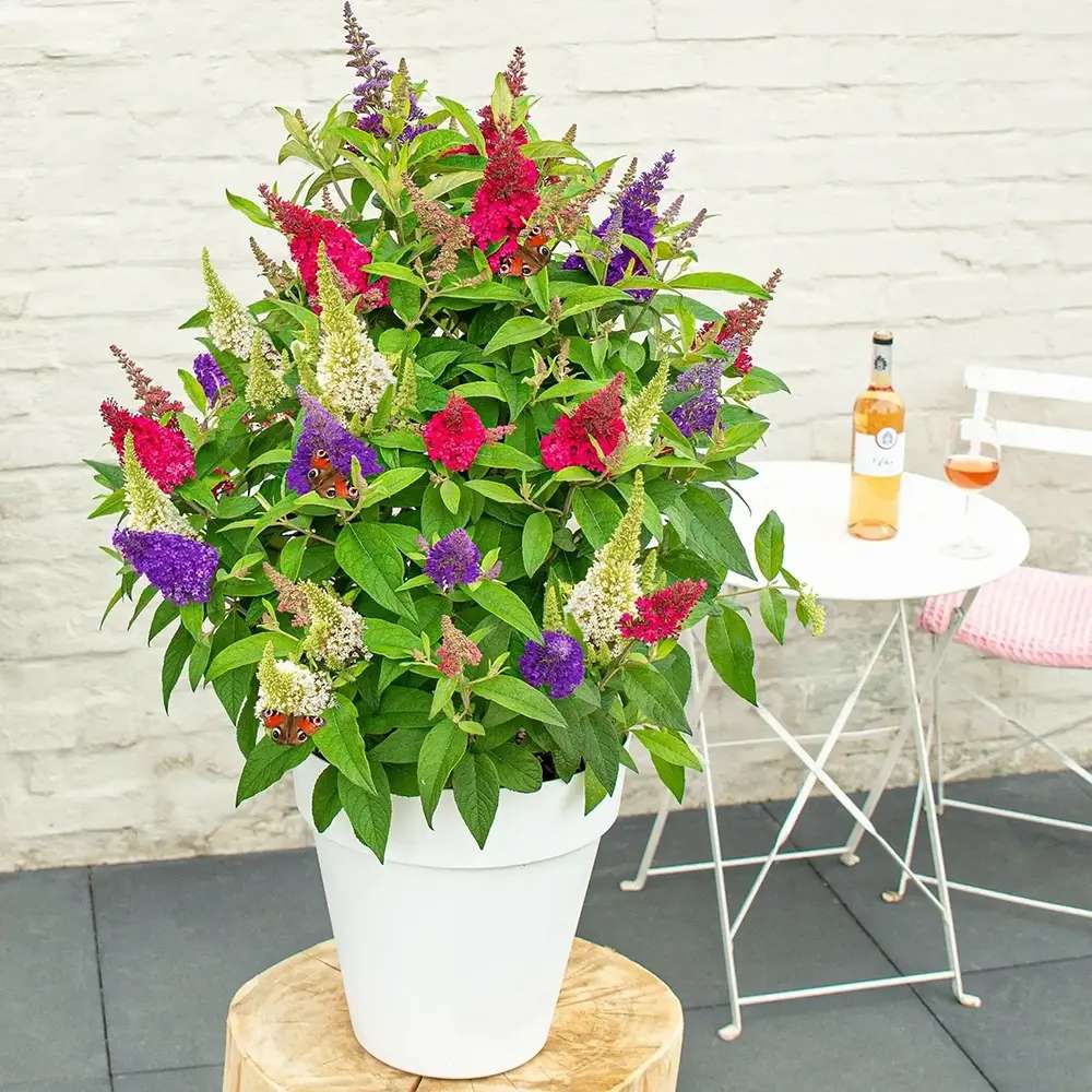 Лятно люляче Tricolor Butterfly Candy Festival (Buddleja), с интензивно ароматни цветове в три различни цвята – бяло, розово, виолетово, растение за пеперуди, саксия или градина