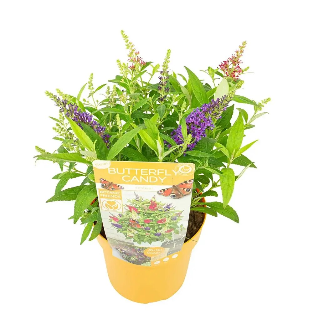 Лятно люляче Tricolor Butterfly Candy Festival (Buddleja), с интензивно ароматни цветове в три различни цвята – бяло, розово, виолетово, растение за пеперуди, саксия или градина