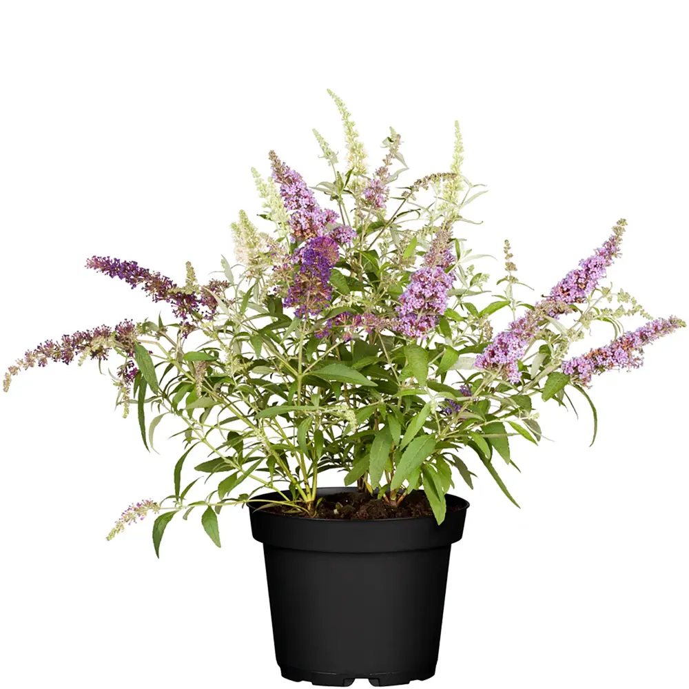 Summer Lilac Tricolor - Сладък аромат (Buddleja)