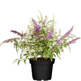 Summer Lilac Tricolor - Сладък аромат (Buddleja)