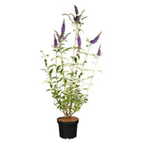Liliac de Vara Empire Blue (Buddleja, arbust decorativ cu flori parfumate albastre-violet, crestere rapida, iubitor de soare