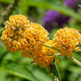 Лятен люляк златист Sungold (Buddleja), декоративен храст с обилни ароматни цветове в златисто-жълто