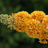 Лятен люляк златист Sungold (Buddleja), декоративен храст с обилни ароматни цветове в златисто-жълто
