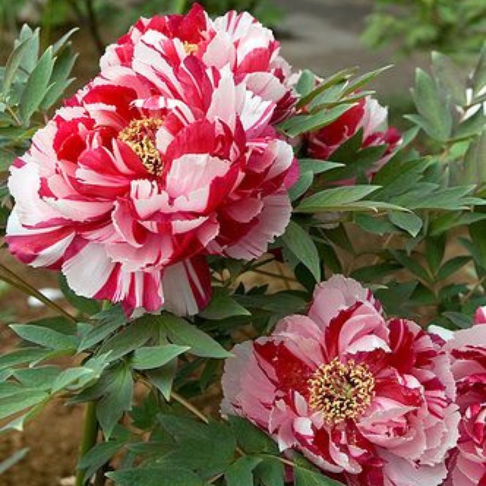 Божур дърво двуцветен (Paeonia suffruticosa) – розово и бяло, зашеметяващ цъфтеж и деликатен аромат