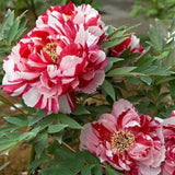 Божур дърво двуцветен (Paeonia suffruticosa) – розово и бяло, зашеметяващ цъфтеж и деликатен аромат