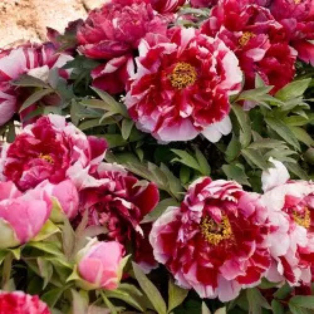Божур дърво двуцветен (Paeonia suffruticosa) – розово и бяло, зашеметяващ цъфтеж и деликатен аромат