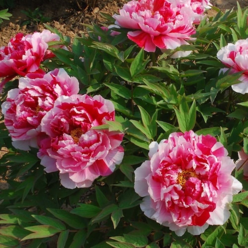Божур дърво двуцветен (Paeonia suffruticosa) – розово и бяло, зашеметяващ цъфтеж и деликатен аромат