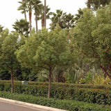 Канелено дърво, 125-150 см, ароматно вечнозелено камфорно дърво, рядко декоративно