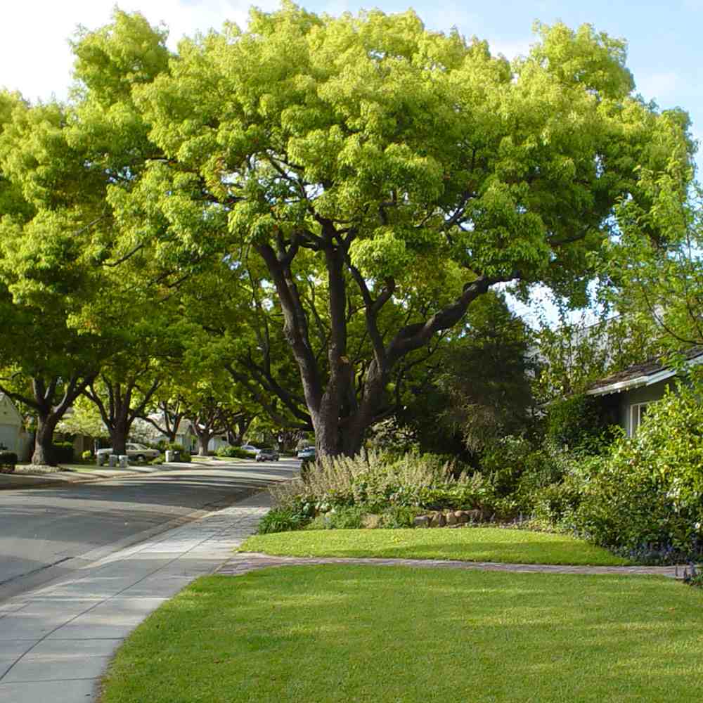 Канелено дърво, 125-150 см, ароматно вечнозелено камфорно дърво, рядко декоративно