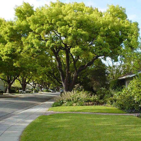 Канелено дърво, 125-150 см, ароматно вечнозелено камфорно дърво, рядко декоративно