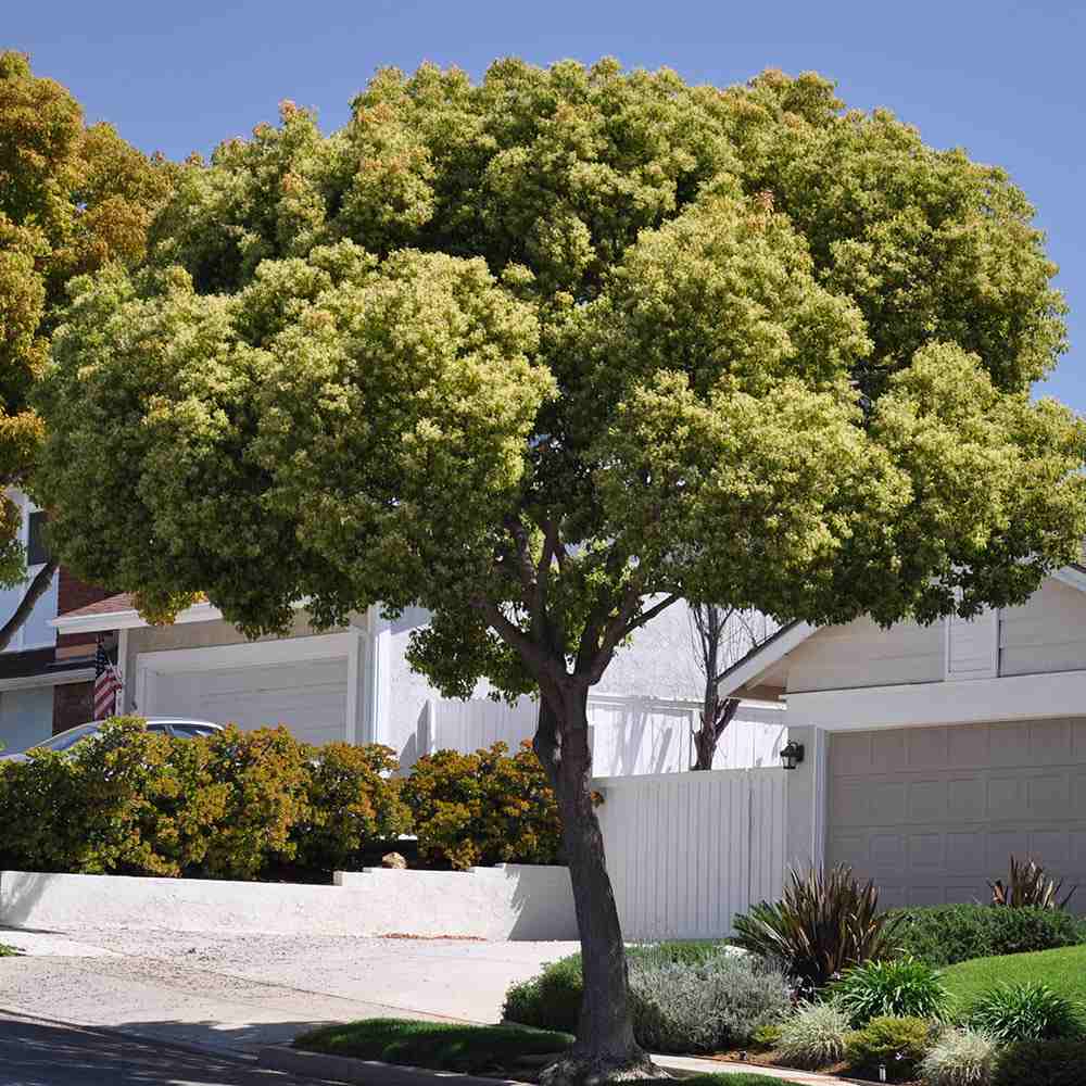 Канелено дърво, 125-150 см, ароматно вечнозелено камфорно дърво, рядко декоративно