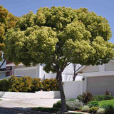 Канелено дърво, 125-150 см, ароматно вечнозелено камфорно дърво, рядко декоративно