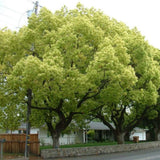 Канелено дърво, 125-150 см, ароматно вечнозелено камфорно дърво, рядко декоративно