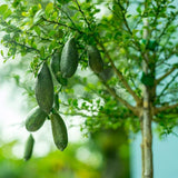 Кавиарен лимон (Citrus australasica), с екзотични плодове с перлена месеста част като хайвер, вечнозелено растение, подходящо за саксия и тераса, 40-50 см