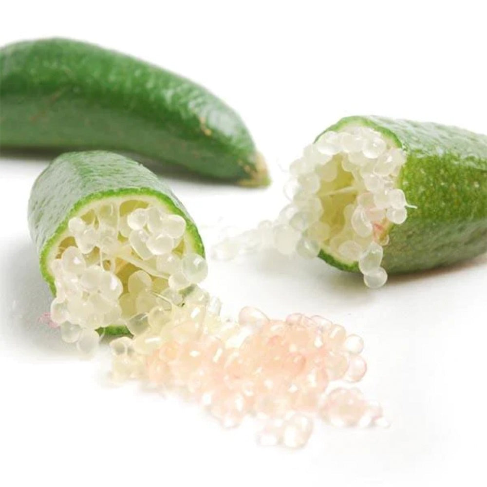 Кавиарен лимон (Citrus australasica), с екзотични плодове с перлена месеста част като хайвер, вечнозелено растение, подходящо за саксия и тераса, 40-50 см