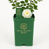 Trandafir englezesc David Austin Claire Austin - trandafir alb cremos cu parfum intens, inflorire repetata, rezistent la frig