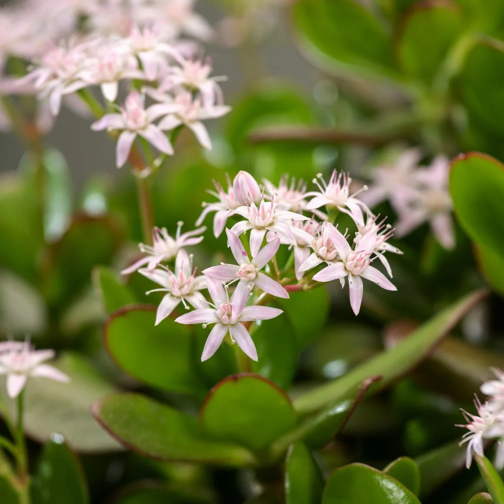 Arborele de Jad (Crassula Ovata) - 45 cm