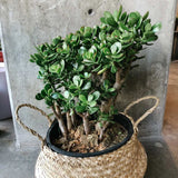 Arborele de Jad (Crassula Ovata) - 45 cm