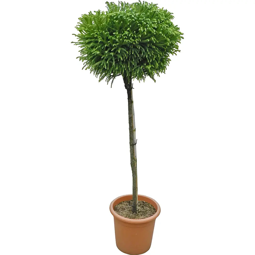Cryptomeria japonica Globosa Nana pe tulpina, conifer japonez pitic sferic, decorativ tot anul, pentru ghivece si gradini mici