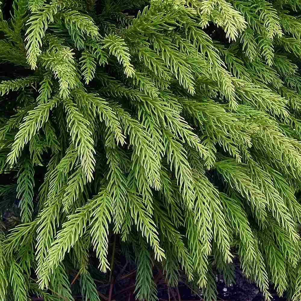 Cryptomeria japonica Globosa Nana pe tulpina, conifer japonez pitic sferic, decorativ tot anul, pentru ghivece si gradini mici