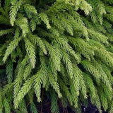 Cryptomeria japonica Globosa Nana pe tulpina, conifer japonez pitic sferic, decorativ tot anul, pentru ghivece si gradini mici