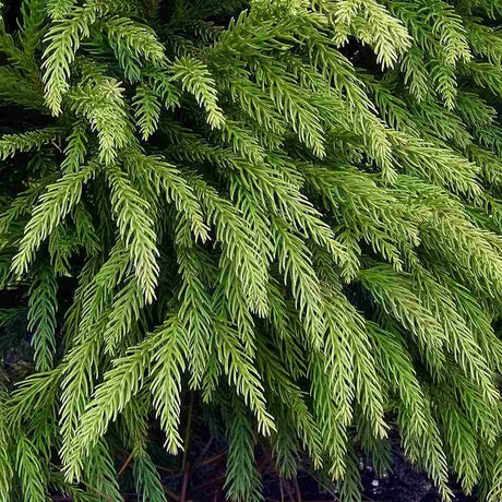 Cryptomeria japonica Globosa Nana pe tulpina, conifer japonez pitic sferic, decorativ tot anul, pentru ghivece si gradini mici