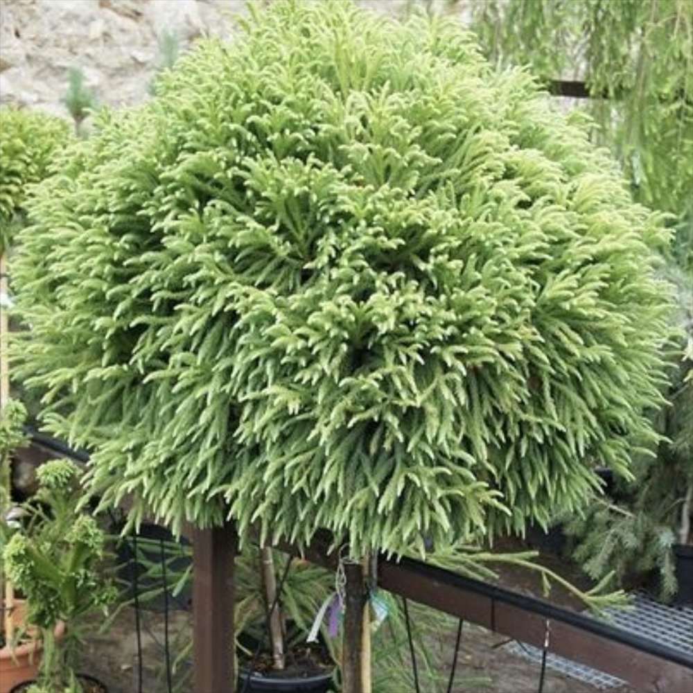 Cryptomeria japonica Globosa Nana pe tulpina, conifer japonez pitic sferic, decorativ tot anul, pentru ghivece si gradini mici