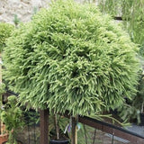 Cryptomeria japonica Globosa Nana pe tulpina, conifer japonez pitic sferic, decorativ tot anul, pentru ghivece si gradini mici