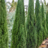 Италиански кипарис Bolgheri – стройна средиземноморска колона, вечнозелен