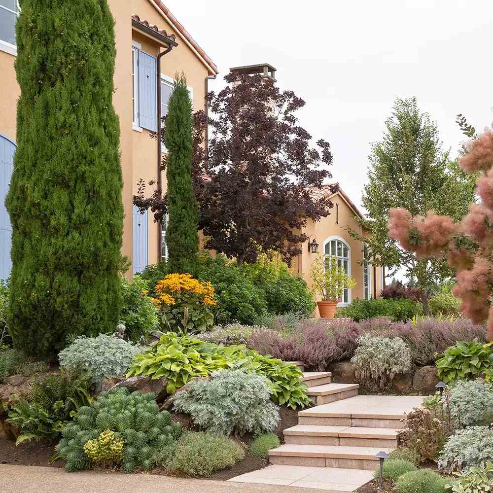 Италиански кипарис Bolgheri – стройна средиземноморска колона, вечнозелен