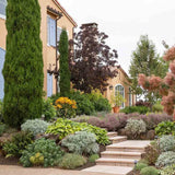 Италиански кипарис Bolgheri – стройна средиземноморска колона, вечнозелен
