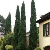 Италиански кипарис Bolgheri – стройна средиземноморска колона, вечнозелен