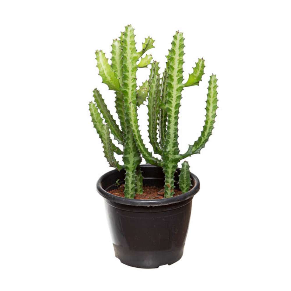 Cactusul Candelabru Euphorbia Lactea, planta decorativa de interior exotica, crestere moderata - 50 cm