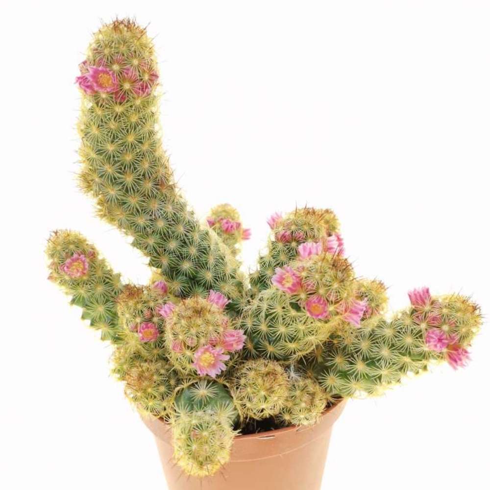 Cactus Mammilaria Elongata Gialla, planta decorativa de interior cu flori roz, ingrijire usoara - 20 cm