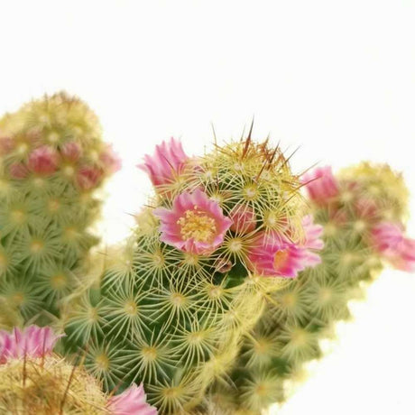 Cactus Mammilaria Elongata Gialla, planta decorativa de interior cu flori roz, ingrijire usoara - 20 cm