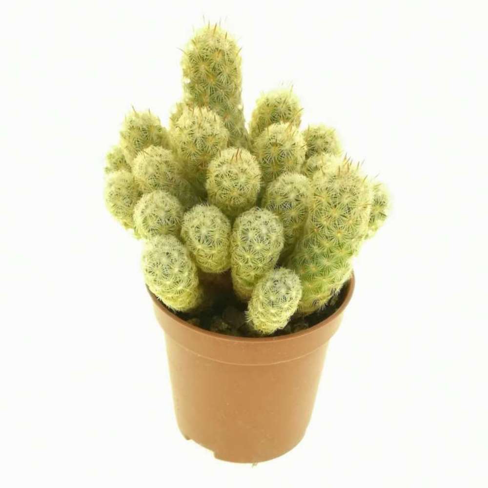 Cactus Mammilaria Elongata Gialla, planta decorativa de interior cu flori roz, ingrijire usoara - 20 cm