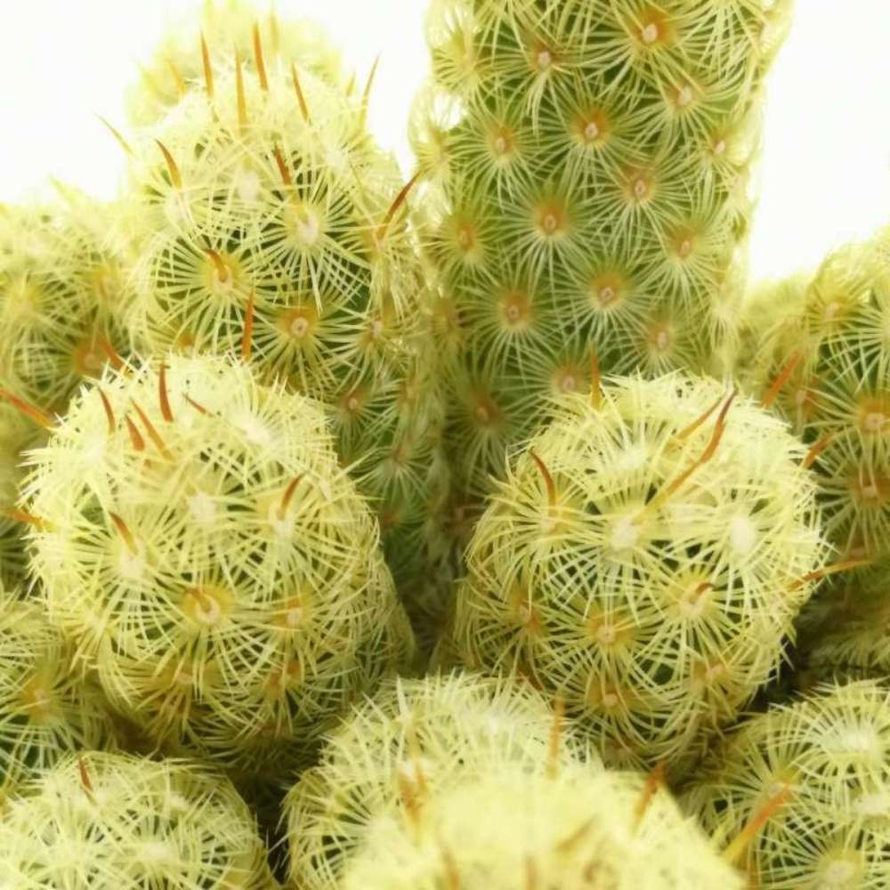 Cactus Mammilaria Elongata Gialla, planta decorativa de interior cu flori roz, ingrijire usoara - 20 cm