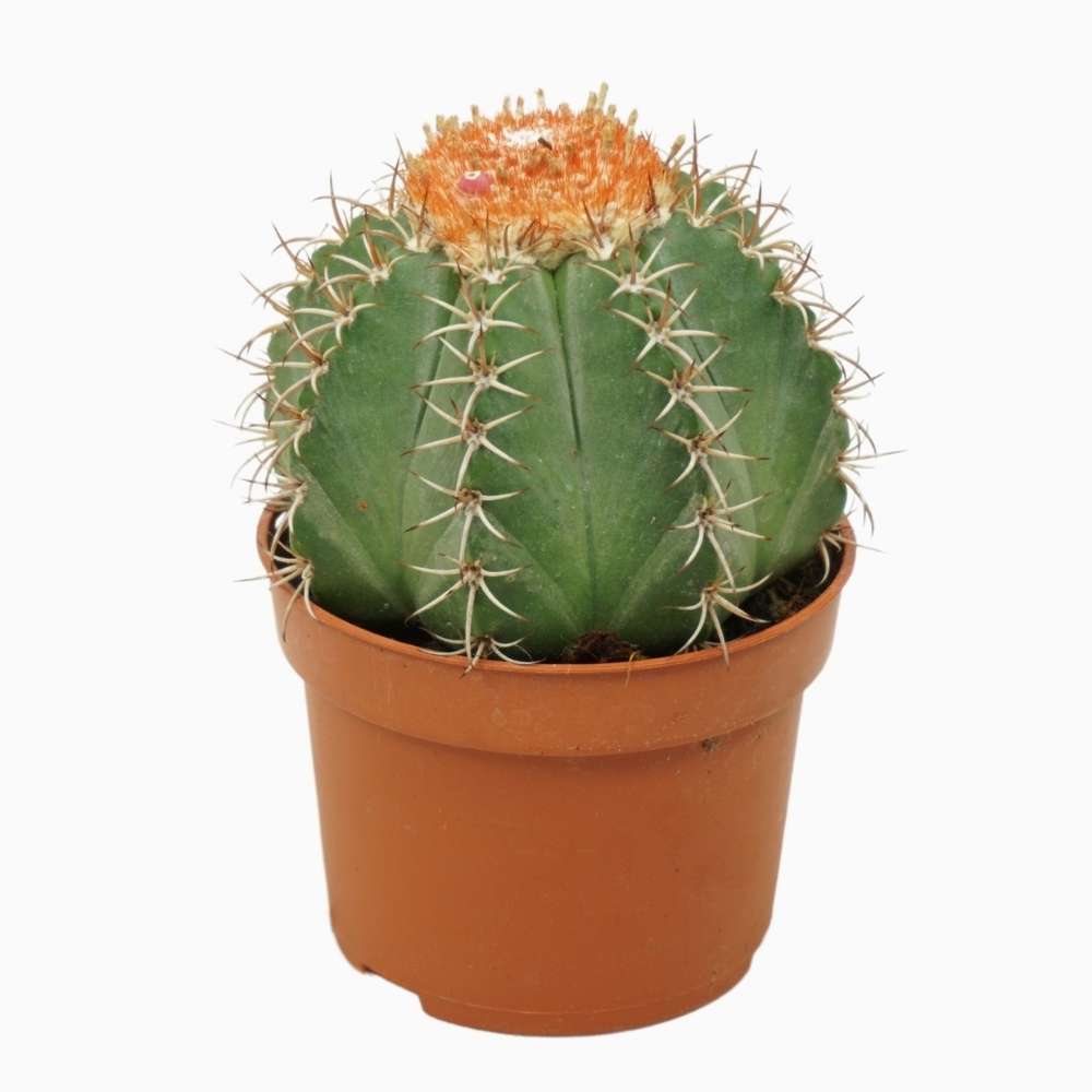 Cactus Melocactus, planta de interior exotica, decor spectaculos, ingrijire usoara - 15 cm
