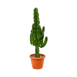 Африкански канделабър Euphorbia Ingens, голямо декоративно стайно растение – 95 см